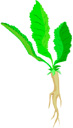horseradish.jpg