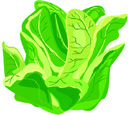 lettuce.jpg