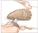oyster_1.jpg