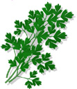 parsley.jpg