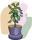 plant_1.jpg