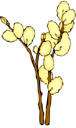 pussywillow.jpg