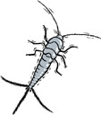 silverfish.gif